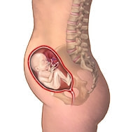 妊娠5ヶ月の胎児