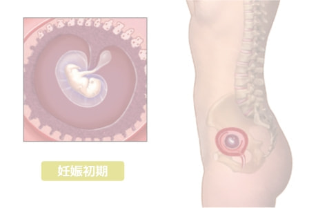 妊娠初期の赤ちゃん