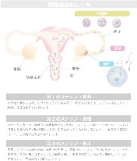 妊娠成立の仕組み図形