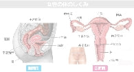 女性の体のしくみ