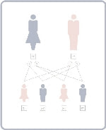 性別 染色体図解