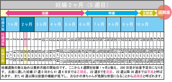 妊娠2ヶ月(5週目)カレンダー