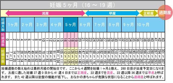 妊娠5ヶ月(16~19週)カレンダー