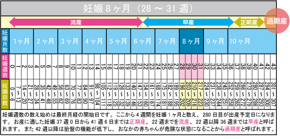 妊娠8ヶ月(28~31週)カレンダー